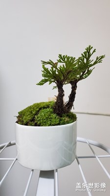 【居家生活】+閑情逸致