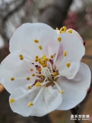 杏花