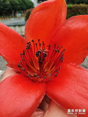 木棉花開(kāi)
