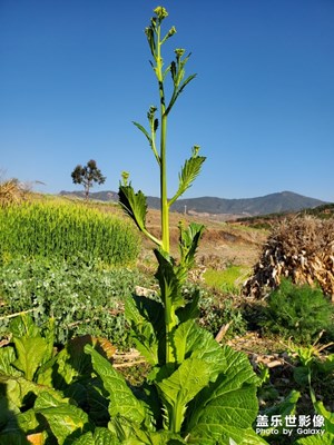 家里的菜園子拍一拍