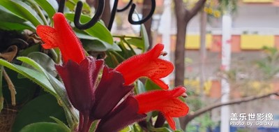 陽(yáng)臺(tái)花盛開(kāi)