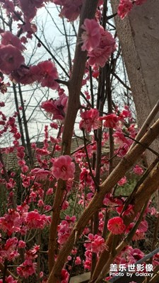 天氣很不錯，發(fā)貨之前來苗圃看下！