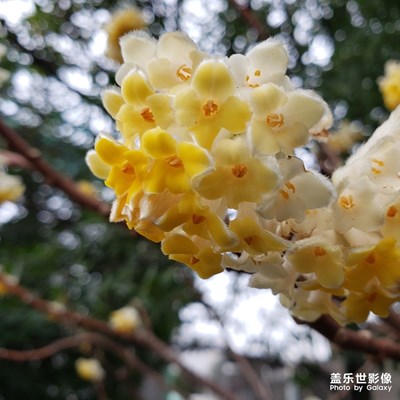 三月隨手拍 By S9+