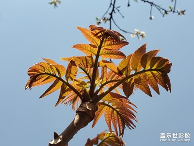 香椿發(fā)芽了  可以來(lái)點(diǎn)美味佳肴