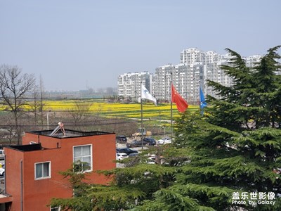 遙望油菜花，看得見摸不到