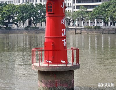 一只白鷺搶魚未果