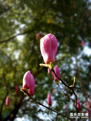 三月隨手拍（二）