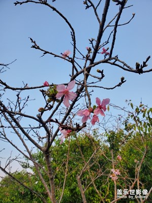 惠州市紅花湖桃花島
