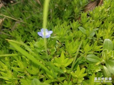 春