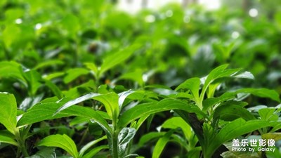 在家悶久了，出來(lái)透透風(fēng)