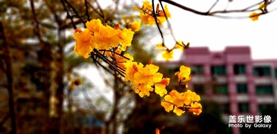 風(fēng)鈴花