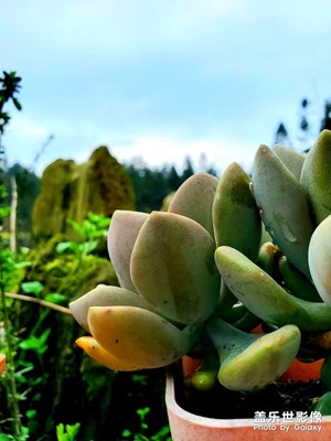 您有沒有好好看過花呀