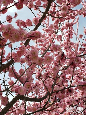 春暖花開，隨便逛逛