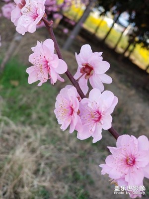 陽春三月，春暖花開，花花世界，目不暇接。