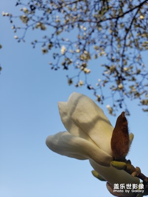 隨手拍-玉蘭花迎春