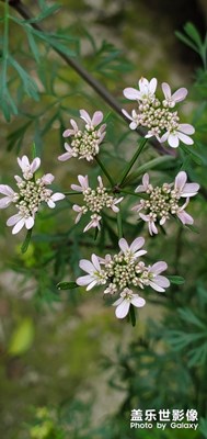 【賞春】+早夏，哈哈