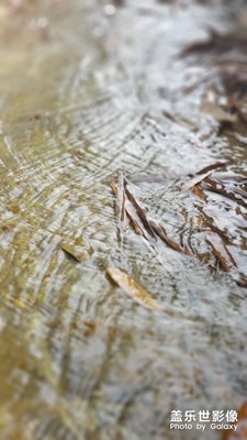 高山流水  落葉浮萍