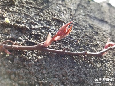 【賞春】+發(fā)芽