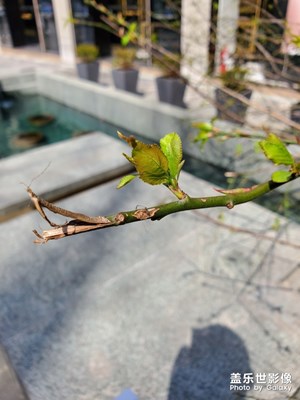 【賞春】+午休期間的愜意