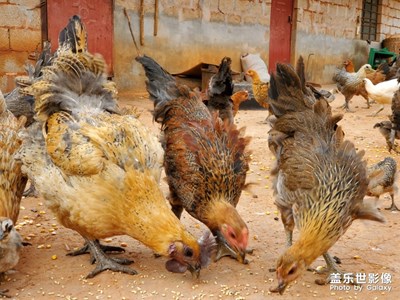 出不了遠(yuǎn)門打工 只能在家養(yǎng)豬了