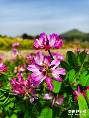 紫英花