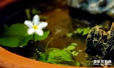 一葉蓮