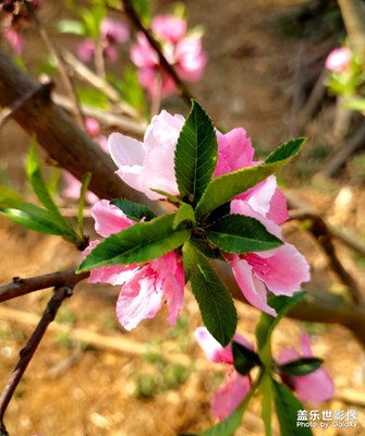 桃花盛開的季節(jié)