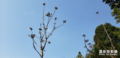 香椿樹發(fā)芽了