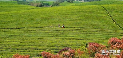 像草原一樣的茶海