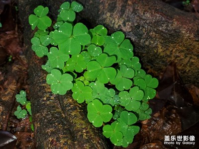 綠色，是春天的氣息