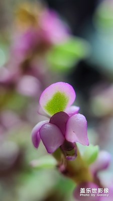 S20 ultra微距下，燈光下的雅樂(lè)之舞