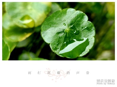 雨打花瓣的聲音