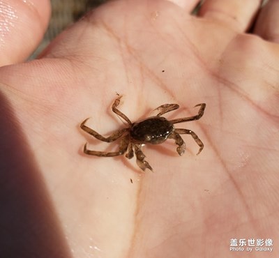 【賞春】＋趕海