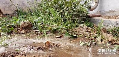 【賞春】＋鄉(xiāng)村隨拍