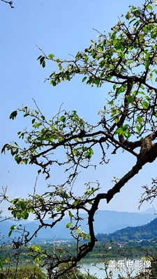 韓江江畔梨花開(kāi)