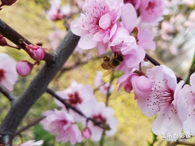 【春花爛漫】