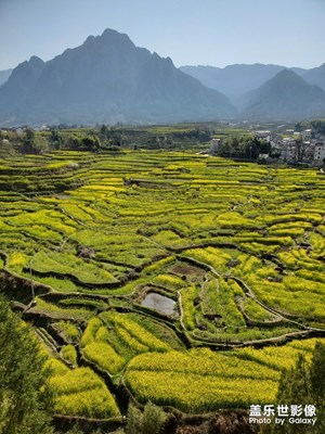 家朋油菜花開了