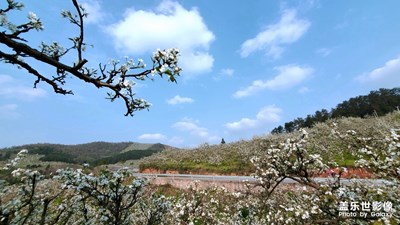 看……梨花！