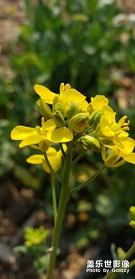 【春花爛漫】+野花