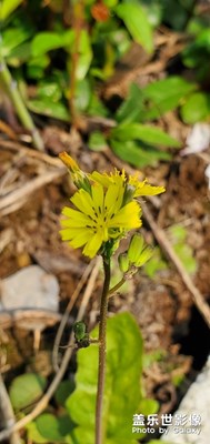 【春花爛漫】+春天真好