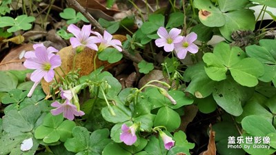 【春花爛漫】+一支春