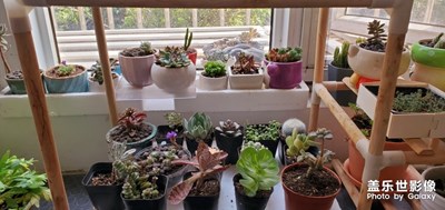 【春花爛漫】＋陽(yáng)臺(tái)春色