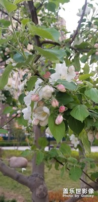 【春花爛漫】+什么花