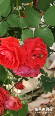 【春花浪漫】玫瑰花