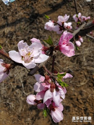 【春花爛漫】+又是一年開(kāi)花時(shí)