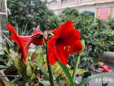 【春花爛漫】+門口的花