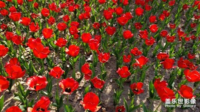 郁金花開