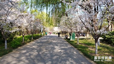 櫻花季