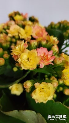 【春花爛漫】+家里的幾盆小花