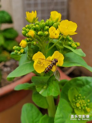 【春花爛漫】+花之美